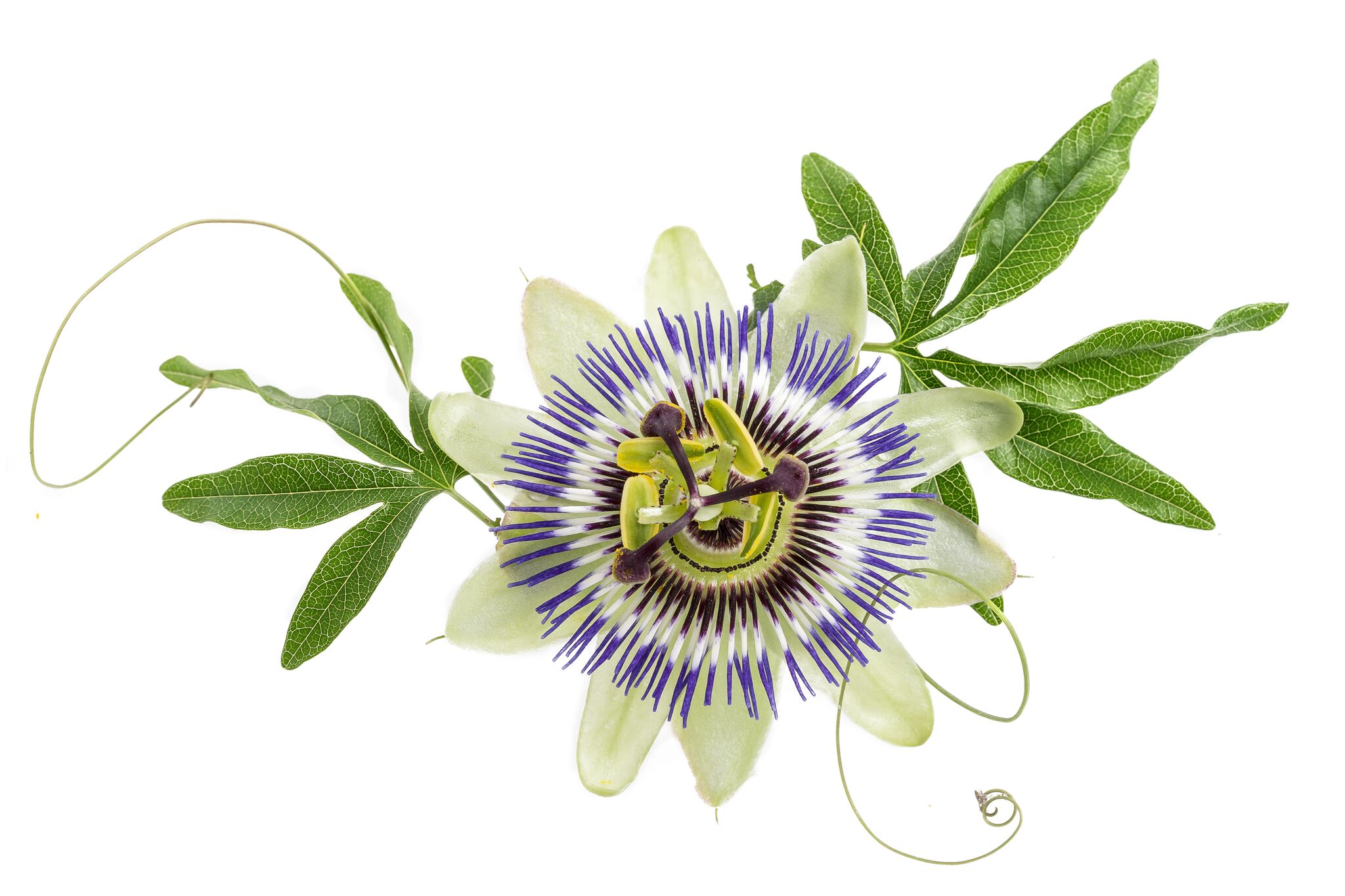 Passion Flower MARACUJA-OIL
